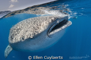 Great encounters this year in Isla Mujeres, less animals ... by Ellen Cuylaerts 